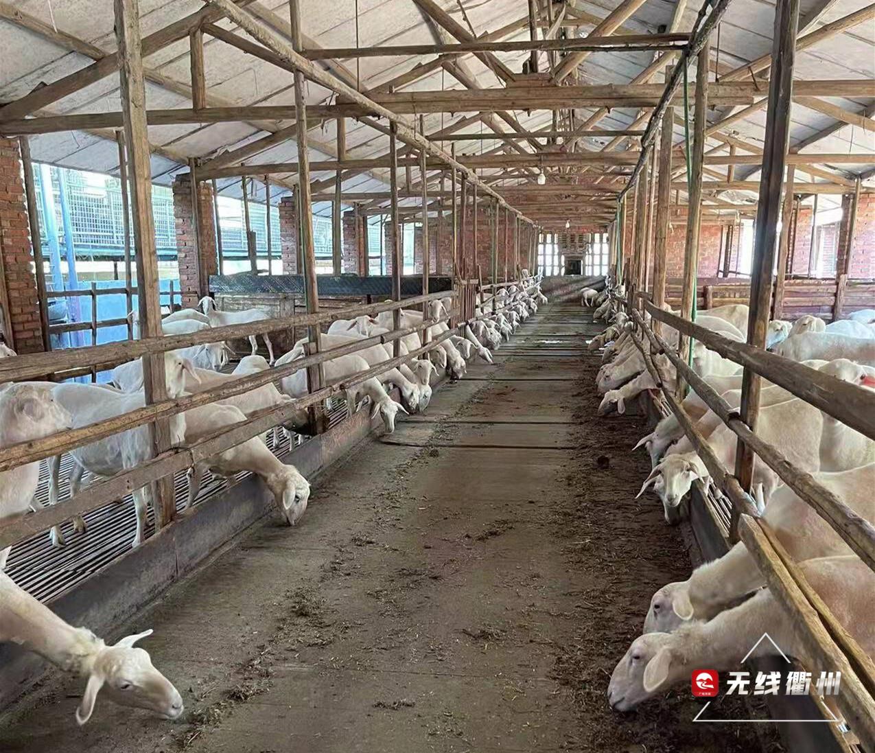 县横山镇后徐村的余晓君就是受益者之一,2018年开始,他跟着王阳养羊